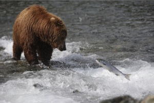 Alaska Seafood bear catches fish