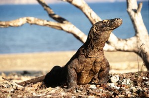 UNESCO winterescape naar Indonesië